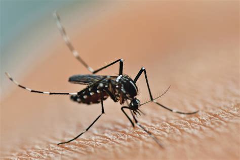 R Chauffement Climatique Les Moustiques Tigres Sont Toujours Pr Sents