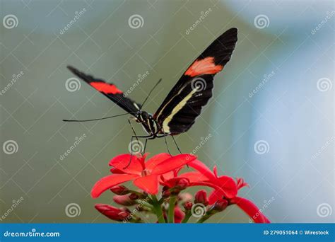 Cierre De Una Hermosa Mariposa De Postman Heliconius Melpomene