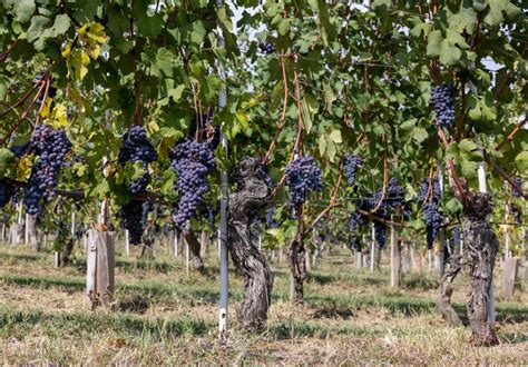 Beautiful Bunch of Black Nebbiolo Grapes with Green Leaves in the ...