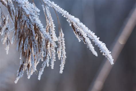 Kostenlose Foto Baum Wasser Natur Gras Ast Schnee Winter Blatt