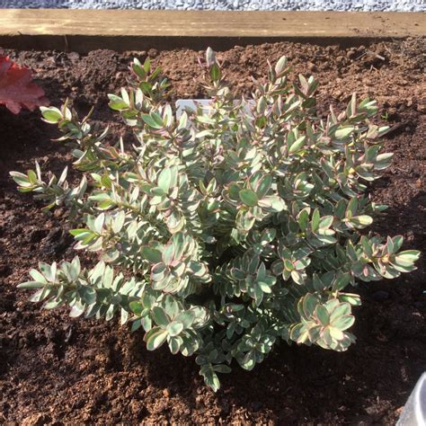 Hebe Silver Dollar Shrubby Veronica Silver Dollar In GardenTags