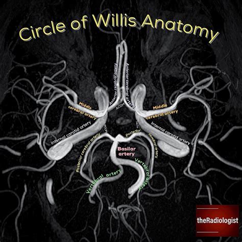 Circle Of Willis Anatomy Labeled