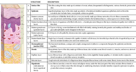 Skin And Its Appendages Basicmedical Key