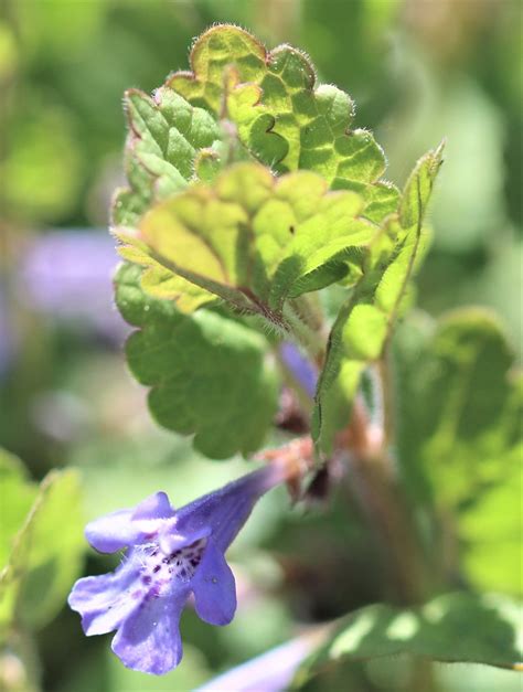 Gundermann Gundermann Glechoma Hederacea C Reinhard Na Flickr