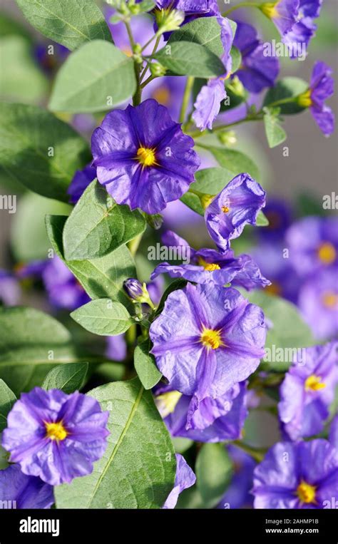 Blue Potato Bush Lycianthes Rantonnetii Stock Photo Alamy