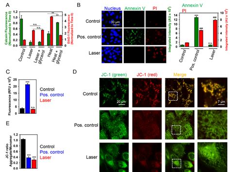 High Dose 1 Mw Laser Irradiation Induces Necrotic Cell Death Of Huh7