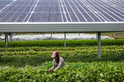 Agriculture And Solar Power Hand In Hand Working Together For A Greener Aandm Global Solar