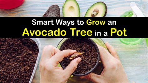 Growing Avocados In Pots Tips For Planting Avocado Trees In A Container