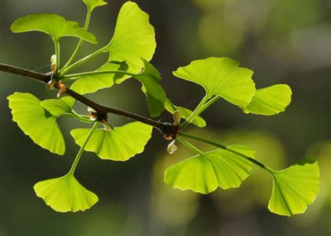 Découvrez Les Bienfaits De La Gemmothérapie Améliorez Votre Bien être Avec La Puissance De La