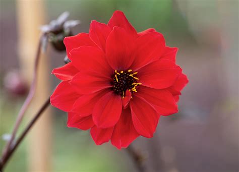 Flowers Dahlia Bishop Of Llandaff Jean Ost Flickr