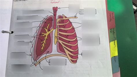 Parts Of The Lungs Diagram Quizlet