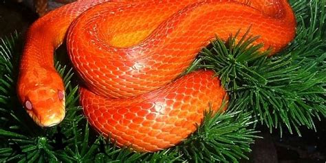 Sonhar Cobra Laranja O Verdadeiro Significado Mundo Da Numerologia