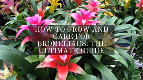 How To Grow And Care For Bromeliads The Ultimate Guide