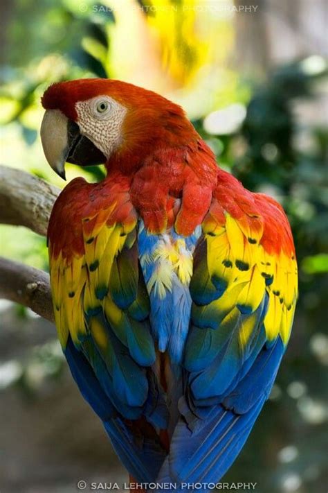 Pin By Francisco Guzman On Loros Dibujos Y Fotos Macaw Parrot Parrot