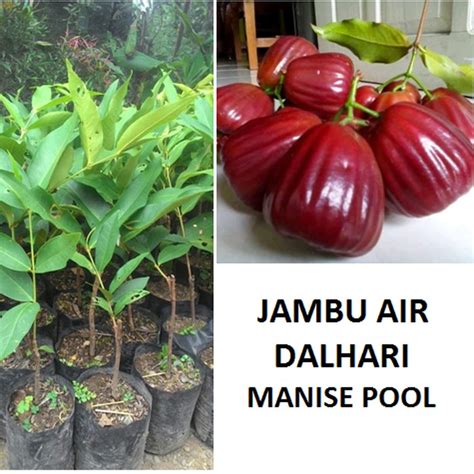 Jual Bibit Jambu Air Dalhari Tanaman Jambu Pohon Jambu Dalhari Shopee