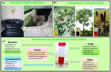 Examples of natural and biological materials which contain nanoscopic ...