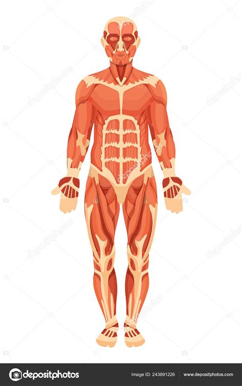 Sistema Muscular Toda Materia Musculos Do Corpo Humano Sistema Images