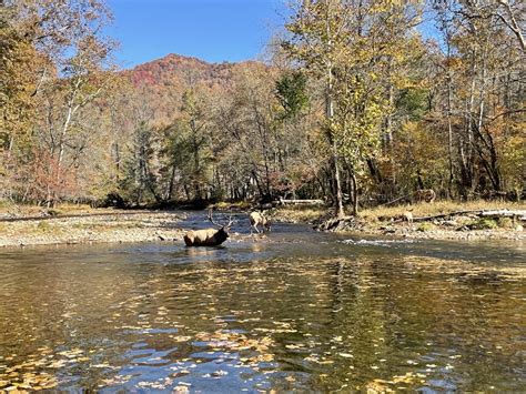 Great Smoky Mountains National Park Pictures