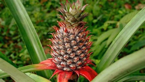 Everything You Need to Know About Pineapple Plants