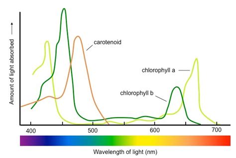 How To Determine Chlorophyll Content From Spectrophotometry Data