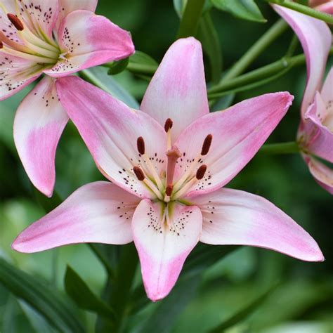 Lily Larimar S Nude Photoshoot Secrets 5 Tips Razer Edge