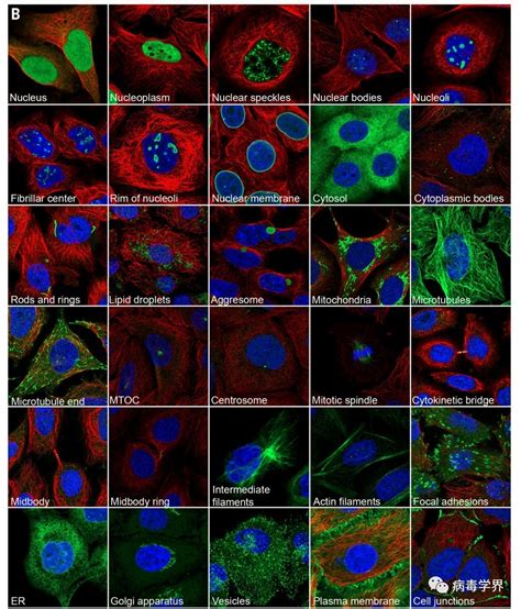 Science：首次全方位揭示人类蛋白组亚细胞定位图谱