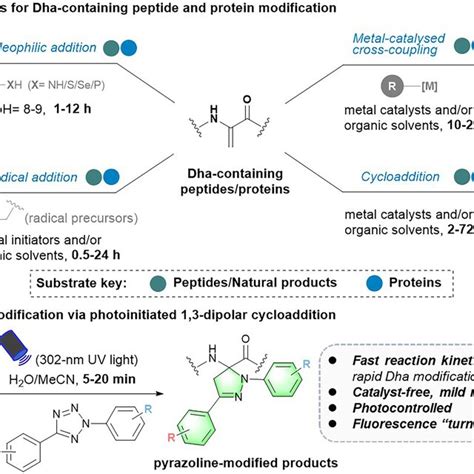 Strategies For Dha Containing Peptide And Protein Modification Aonly