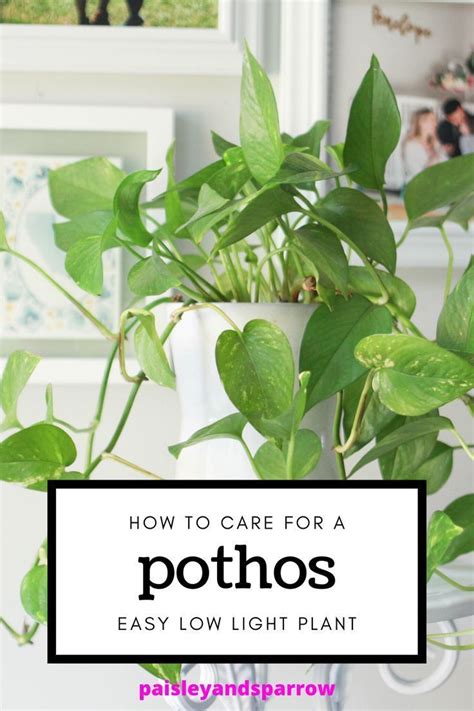 How To Grow And Propagate A Pothos Paisley Plants Pothos Plant Care