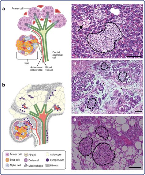 Microscopic Structure Of Pancreas