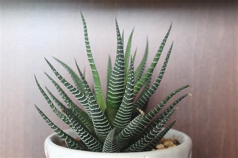 15 Pet-Friendly Plants for Your Home - AnnMarie John