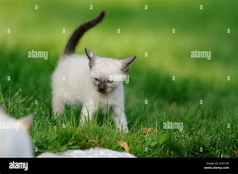 Cute Baby Siamese Cat Banque De Photographies Et Dimages à Haute