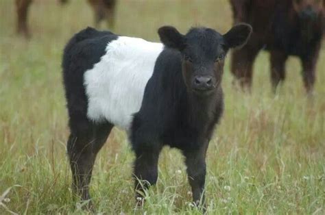 Belted Galloway calf | Cow, Animals, Critter