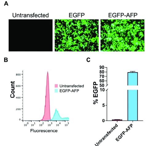 Transfection Of HEK 293T Cells A Epifluorescent Images Of HEK 293T