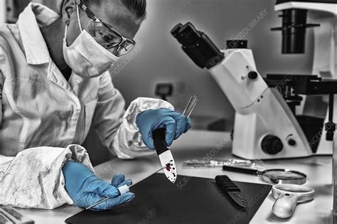 Forensic investigator examining evidence in lab - Stock Image - F024 ...