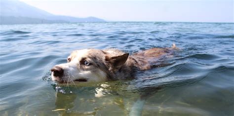 10 Amazing Dog-Friendly Lakes in the U.S. | Cadet Pet