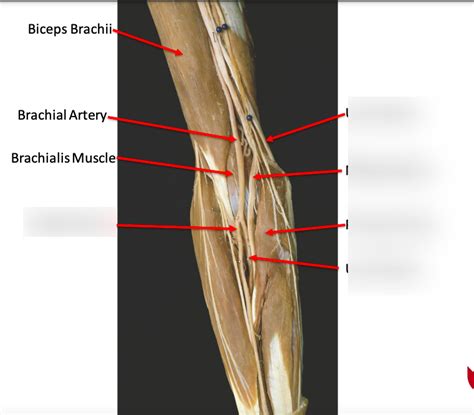 Lab 5 Close View Of Arteries And Nerves Of Anterior Forearm Diagram