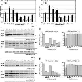 Egf Induced Shift In Irf And Irf Expression A And B Irf And