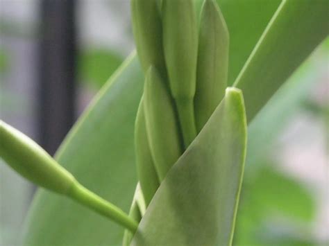 cattleya spike timeline | PPT