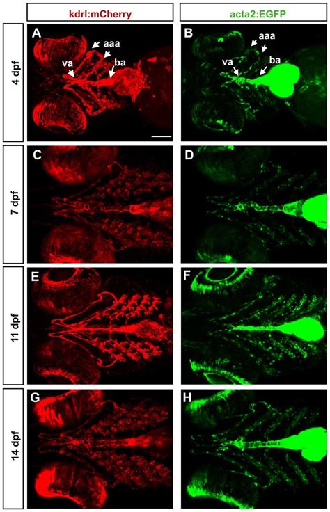 Mural Cell And Endothelial Development In The Ventral Head Of Larval