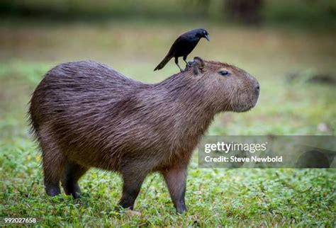 capybara stock  high res pictures  images getty images