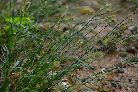 Carex Socialis Social Sedge Thepollennation