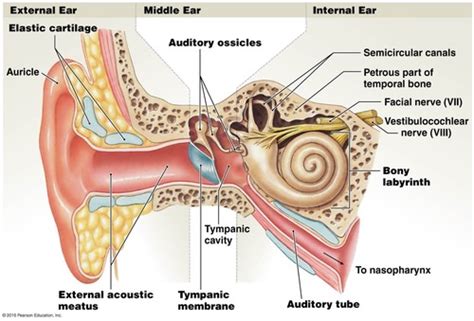 Hearing Equilibrium Flashcards Quizlet