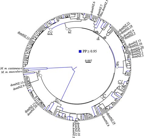 Bayesian Phylogenetic Reconstruction For Mus Musculus Domesticus Download Scientific Diagram