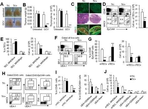 Deletion Of Fsp Cells Dramatically Altered Thymus Structure And Cell