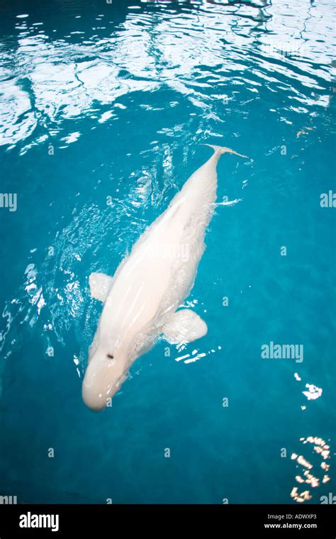 Beluga Whale Delphinapterus Leucas Shedd Aquarium Chicago Illlinois