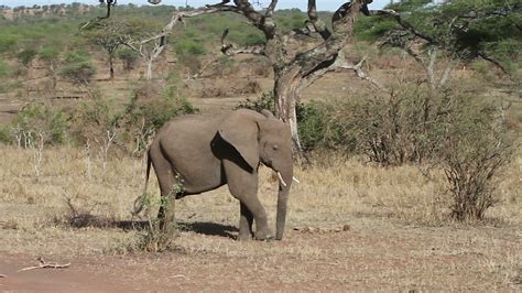 Joven Elefante Corriendo En El Serengeti V Deo De Stock En Vecteezy