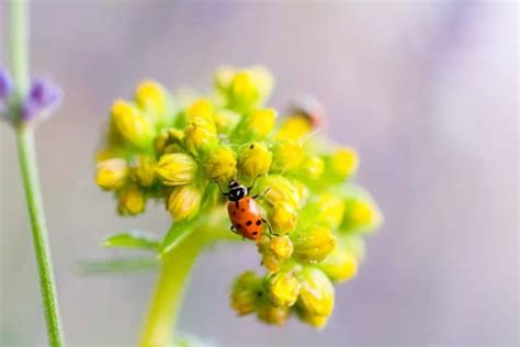 Attirer Les Coccinelles Dans Son Jardin Pour Chasser Les Pucerons Au