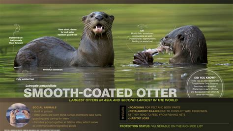 Smooth-coated otter Archives | RoundGlass | Sustain