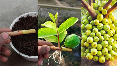 Unique Skill Propagation Guava Trees From Guava Cutting Best Natural