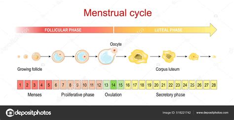 Fase Folicular Do Ciclo Menstrual - Ciclo Menstrual Fase Lútea Folicular Folículo Crecimiento Ovocito ...
